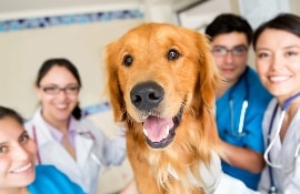 The study of veterinary medicine in the UK